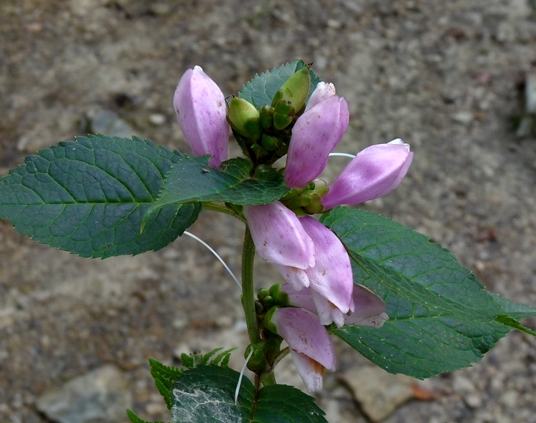 {Chelone lyonii}